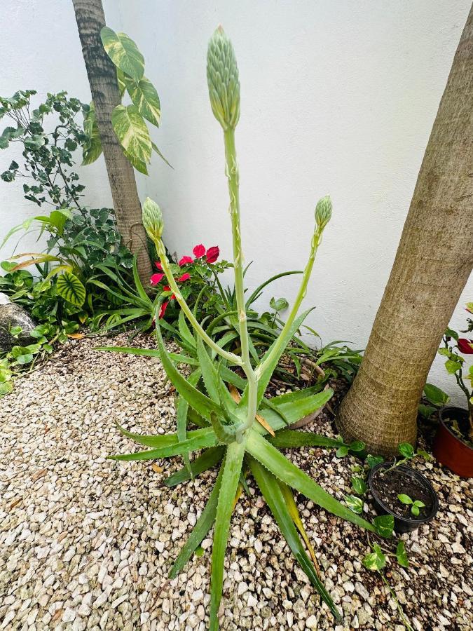 Hotel Nicte Ha Tulum Eksteriør bilde